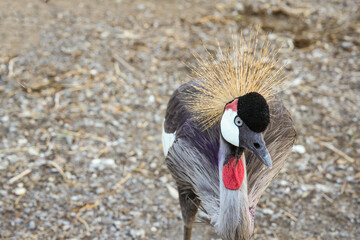 A tufted-crowned crane is walking to find food.