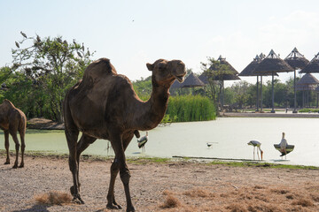 The camel is walking slowly in search of food.