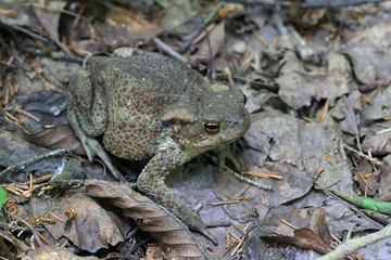 Common toad, Bufo bufo, also called European toad or just the toad