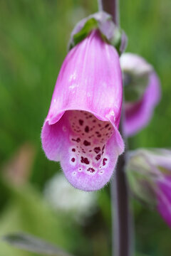 Digitalis purpurea, commonly known as foxglove, Lady&rsquo;s glove or Purple foxglove ,  traditional source of heart medicine called Digitalis