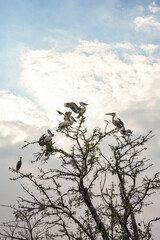 Many pirigins nest and perch in trees.