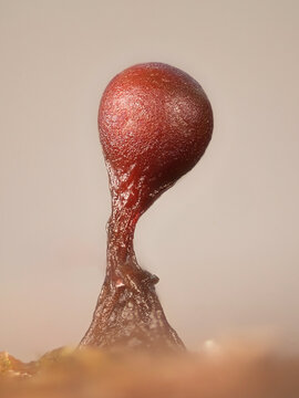 Trichia botrytis, slime mold from Finland, microscope image of sporangia