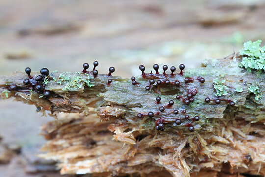Trichia botrytis, a slime mold from Finland, no common English name