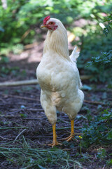 White Rooster in the Garden