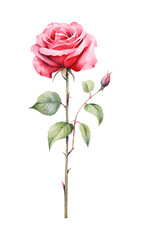 Obraz premium pink rose isolated on white
