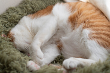 窓辺で眠る可愛い猫　茶トラ白