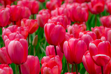 Fototapeta premium Red Tulip flower in tulip field at spring day. Colorful vivid pink tulips in the park. Spring landscape. Red tulip garden in spring. The Tulip. Beautiful bouquet of tulips in spring nature. Close up