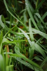A field of green grass with droplets of water on the leaves