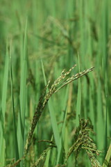 close up of wheat ears