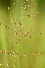 green grass with dew drops