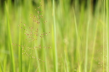 green grass with dew drops
