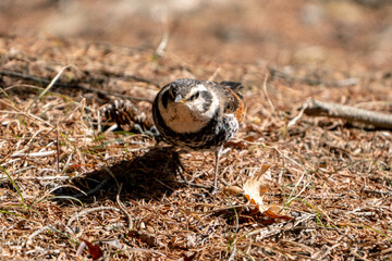Naumann's Thrush