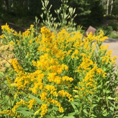 Close up on Yellow Flowers in Montana