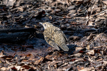 Scaly Thrush