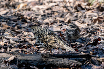 Scaly Thrush