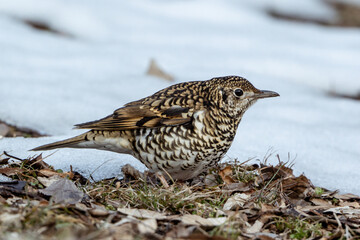 Scaly Thrush