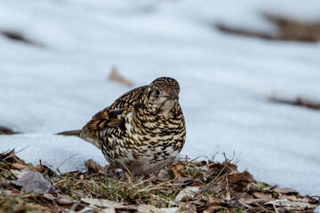 Scaly Thrush