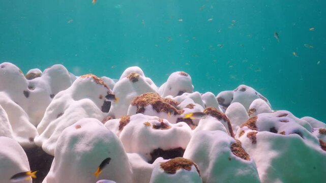 Coral bleaching in koh Haa, Thailand. June 2024. Coral bleaching due to prolonged high ocean temperatures caused by global warming. The largest mass coral bleaching event in Thailand since 2010.