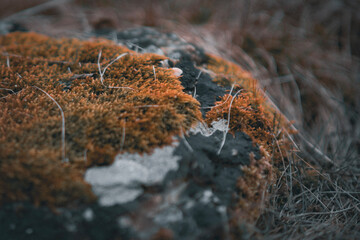Moss on stone in winter fog - winter grunge aesthetic - bokeh background