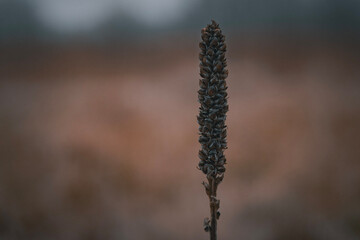 mullein in the fog - winter grunge aesthetic - bokeh background