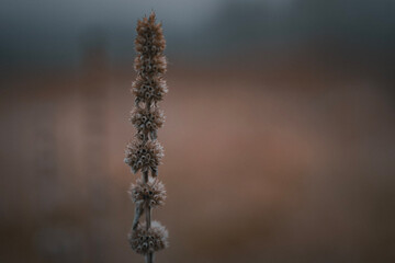 dried out motherwort - winter grunge aesthetic - bokeh background