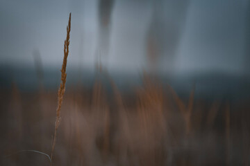 grass in the fog - winter grunge aesthetic - bokeh background