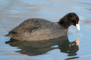 Eurasian Coot