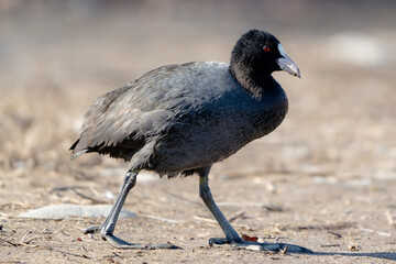 Eurasian Coot