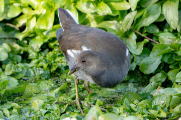 Eurasian Coot