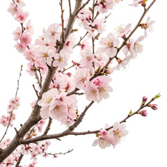 Pale pink peach blossom tree isolated on transparent background  