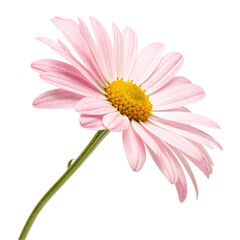 Pink Daisy isolated on transparent background  