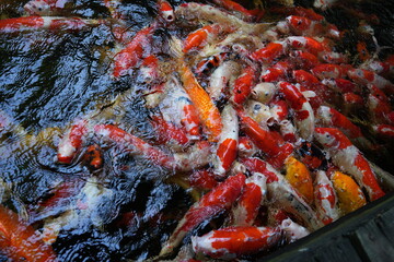 Many koi of different colors in the water are gathering to compete for food.