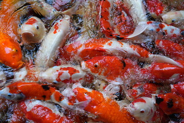 Many koi of different colors in the water are gathering to compete for food.