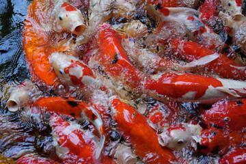 Many koi of different colors in the water are gathering to compete for food.