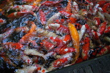 Many koi of different colors in the water are gathering to compete for food.