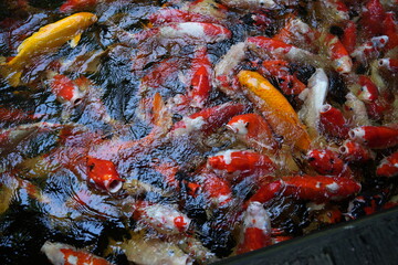 Many koi of different colors in the water are gathering to compete for food.