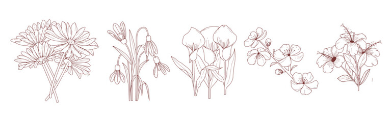 set of aesthetic flowers, daisy flower, snowdrop flower, clla lilly flower, cherry blossom flower, hibiscus flower in handraw style, minimalist design