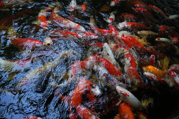 Many koi of different colors in the water are gathering to compete for food.