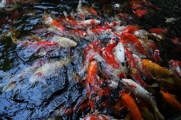 Many koi of different colors in the water are gathering to compete for food.