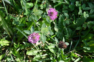 pink clover flowers grow among green grass and leaves
