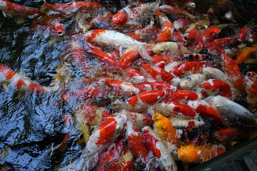 Many koi of different colors in the water are gathering to compete for food.