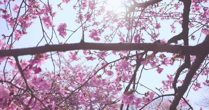 Pink cherry plum blossom. Blooming tree in spring.