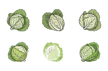 Naklejka premium Vintage Cabbage Illustrations Vector Collection 