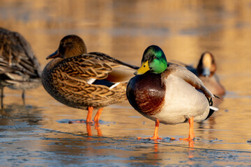 Mallard