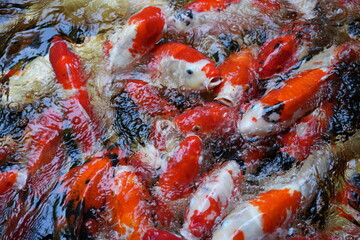 Many koi of different colors in the water are gathering to compete for food.