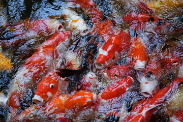 Many koi of different colors in the water are gathering to compete for food.