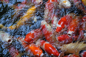 Many koi of different colors in the water are gathering to compete for food.