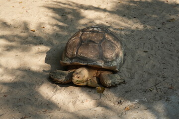 A giant tortoise walks slowly on the sand.