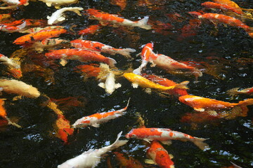 Many koi of different colors in the water are gathering to compete for food.