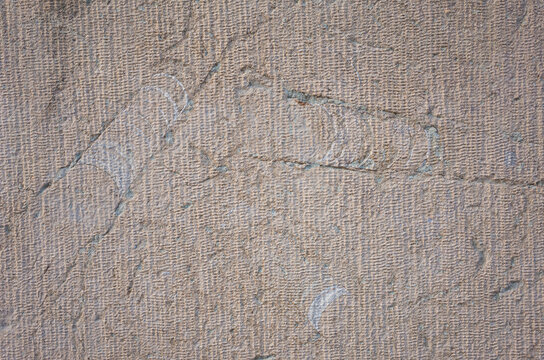 Fossils on limestone wall surface, Prehistoric mollusk Endoceras extinct genus of large, straight shelled cephalopods from Ordovician era, Ancient petrified invertebrate